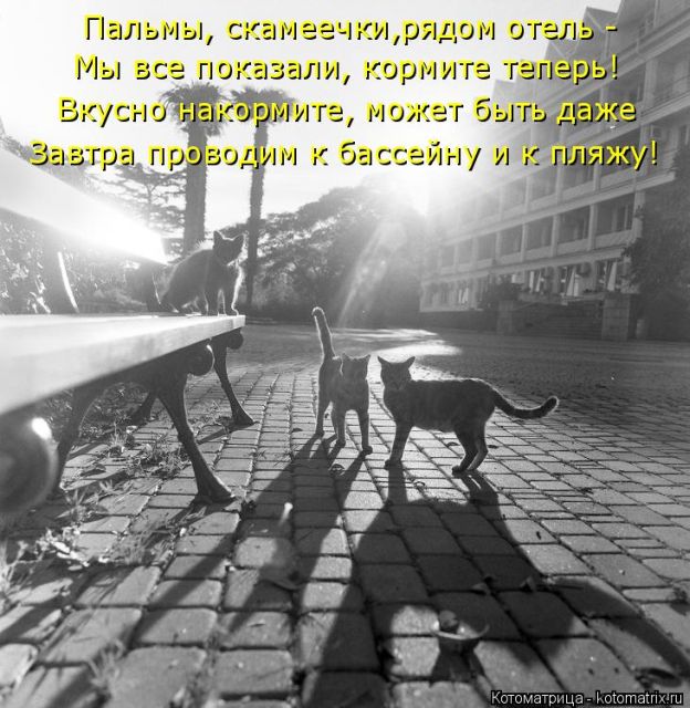 Лучшие котоматрицы недели