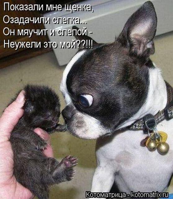 Лучшие котоматрицы недели