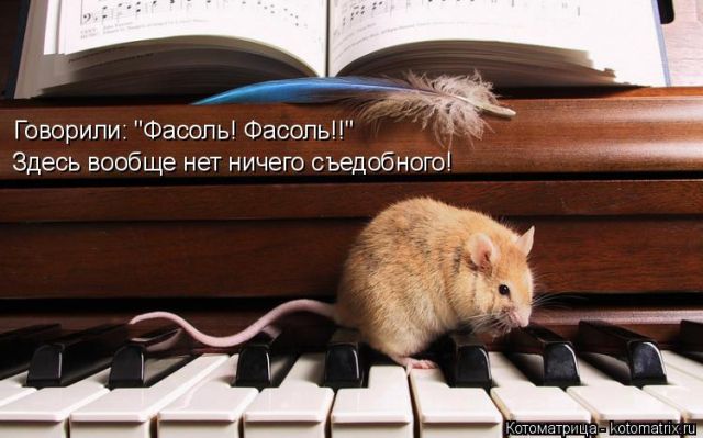 Лучшие котоматрицы недели