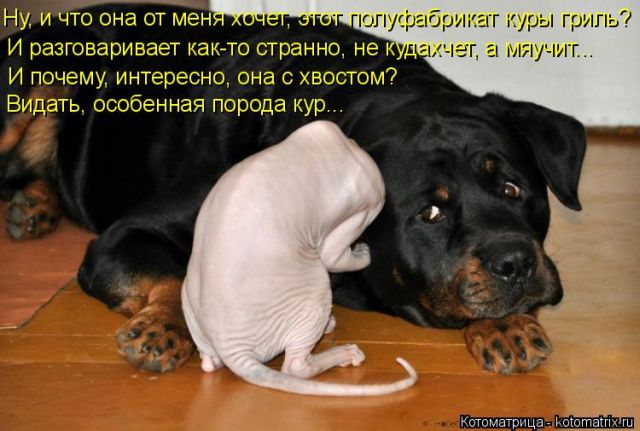 Лучшие котоматрицы недели