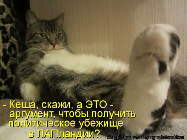 Лучшие котоматрицы недели