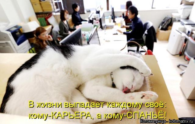Лучшие котоматрицы недели