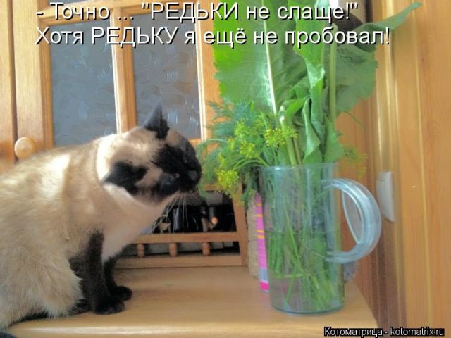 Лучшие котоматрицы недели
