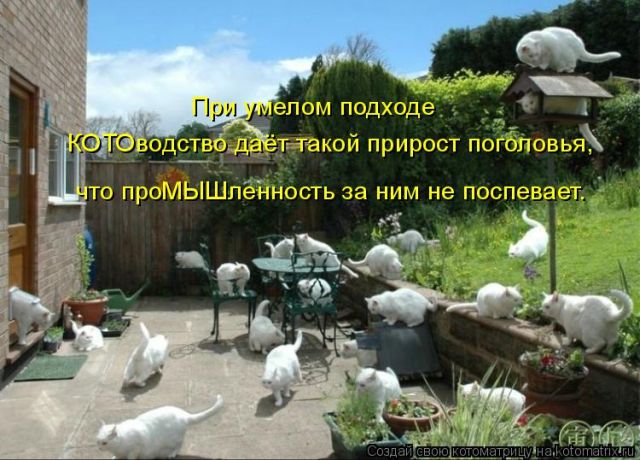 Лучшие котоматрицы недели