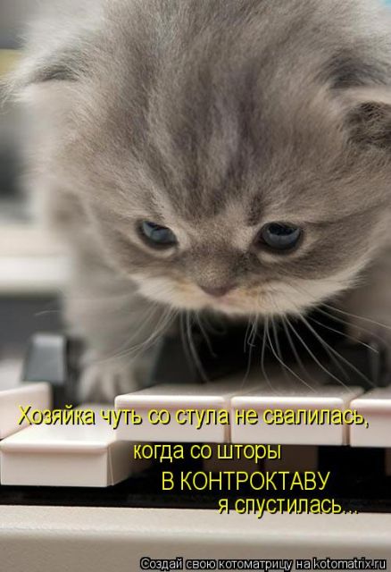 Лучшие котоматрицы недели