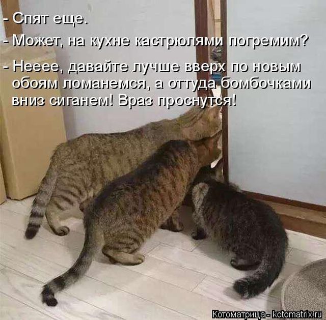 Лучшие котоматрицы недели