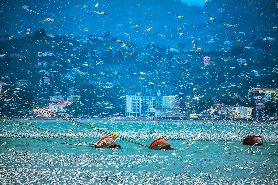 Море чаек над Батуми