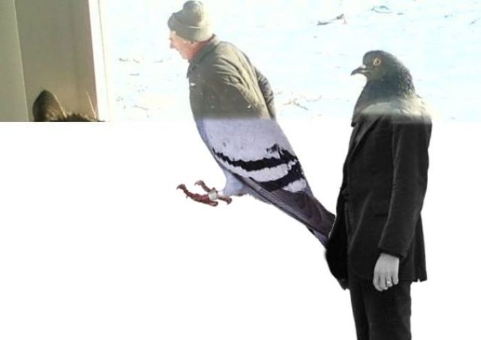 Мужик и голубь