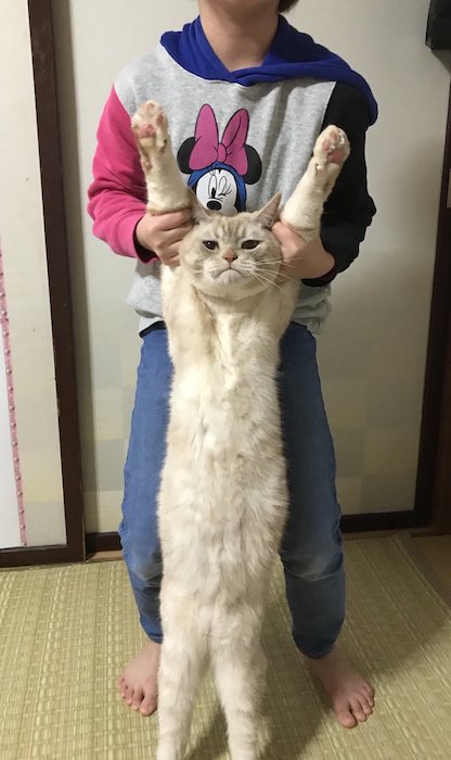 Новый кошачий флэшмоб, покоривший интернет Новый кошачий флэшмоб, покоривший интернет