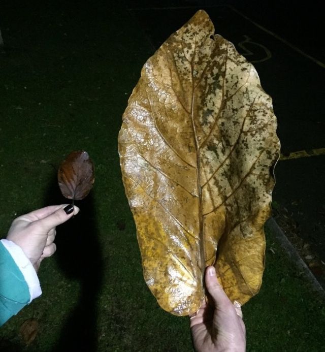 Удивительные вещи Удивительные вещи