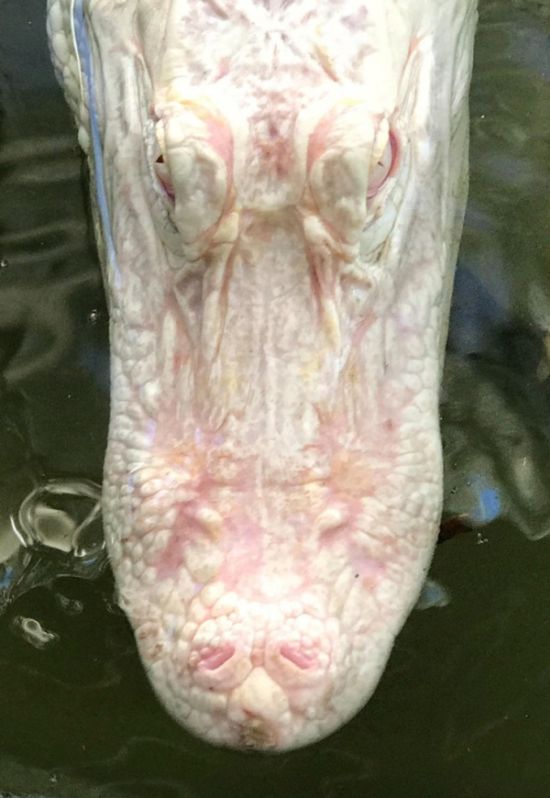 Удивительные вещи Удивительные вещи