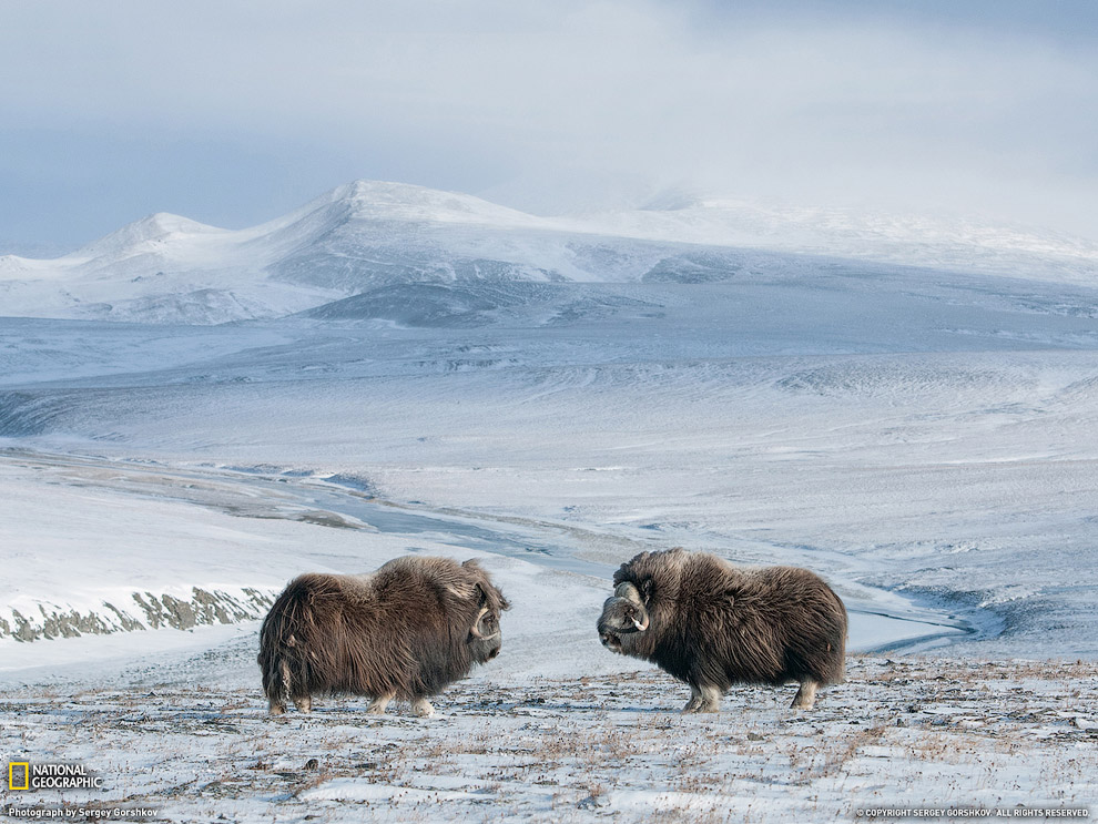 National Geographic: лучшие фотографии июля National Geographic: лучшие фотографии июля