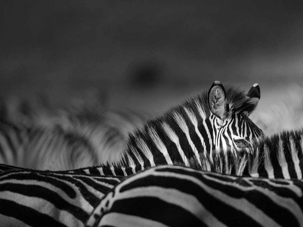 National Geographic: лучшие фотографии июля National Geographic: лучшие фотографии июля