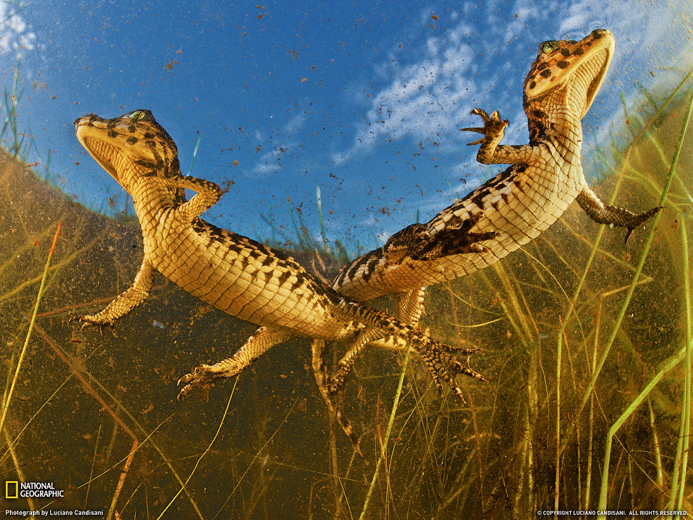 National Geographic: лучшие фотографии июля National Geographic: лучшие фотографии июля