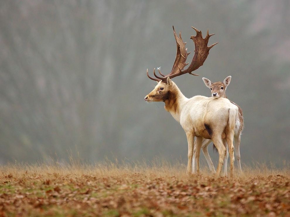 National Geographic: лучшие фотографии июля National Geographic: лучшие фотографии июля
