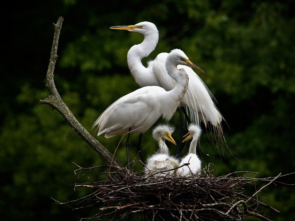 National Geographic: лучшие фотографии июля National Geographic: лучшие фотографии июля