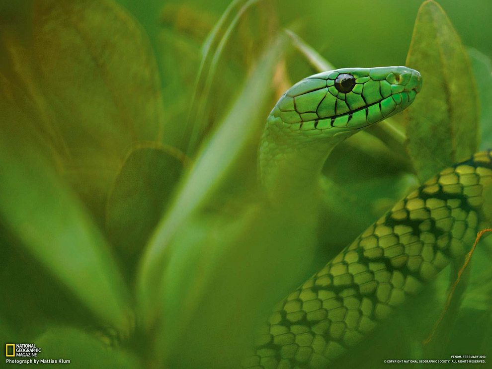 National Geographic: лучшие фотографии июля National Geographic: лучшие фотографии июля