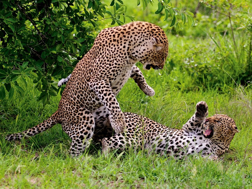 National Geographic: лучшие фотографии июля National Geographic: лучшие фотографии июля