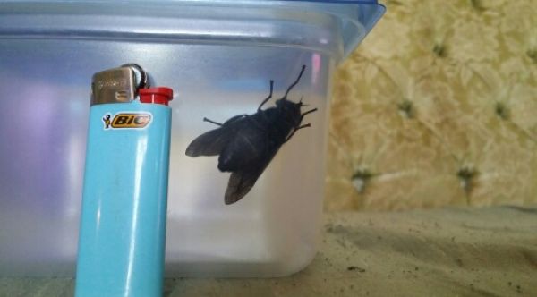 Вот такие мухи водятся в южных регионах США