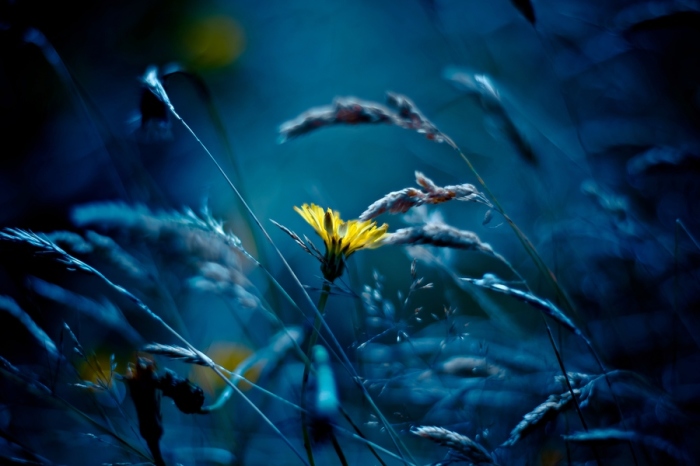 Природа под микроскопом Природа под микроскопом