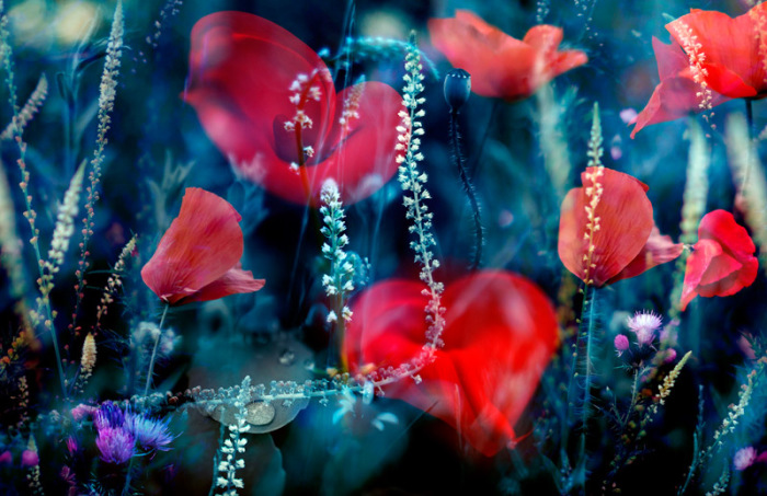 Природа под микроскопом Природа под микроскопом