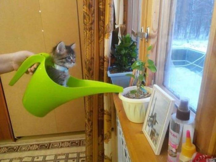 Прикольные картинки