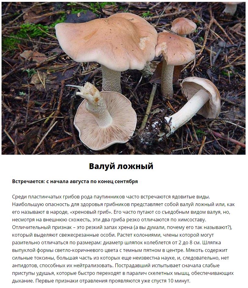 Ядовитые грибы, которые растут в России