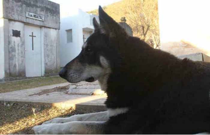 Более 10 лет собака каждый день посещает могилу хозяина Более 10 лет собака каждый день посещает могилу хозяина