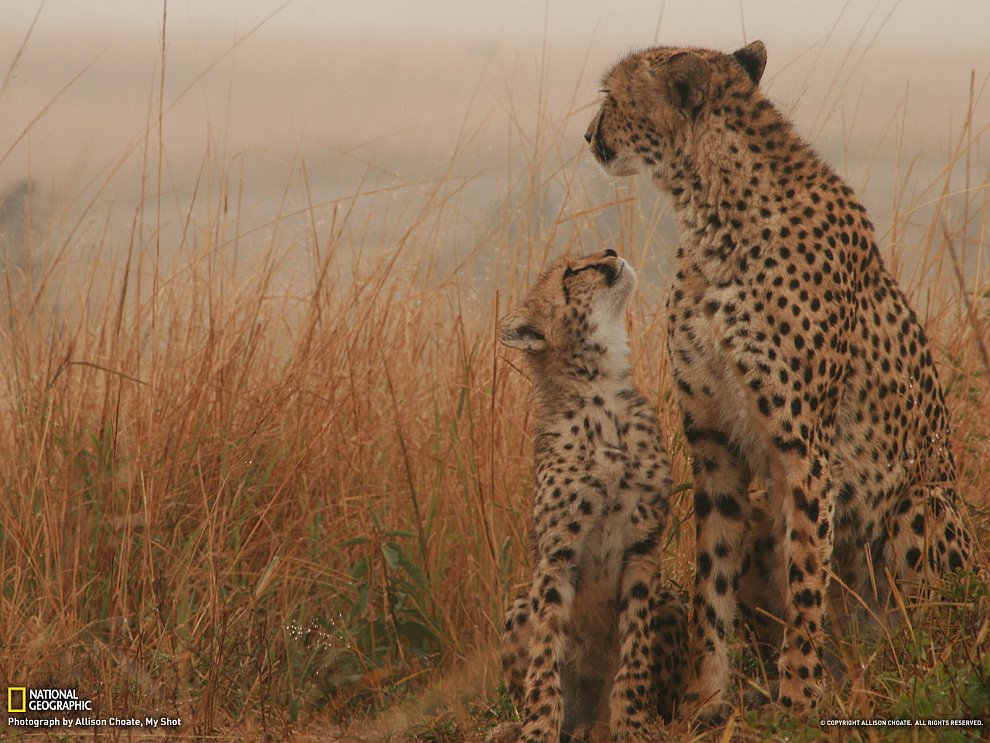 National Geographic: лучшие фотографии сентября