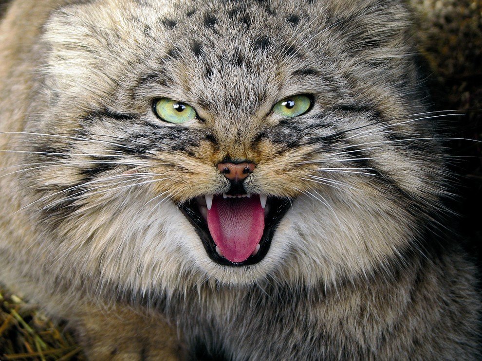 National Geographic: лучшие фотографии сентября