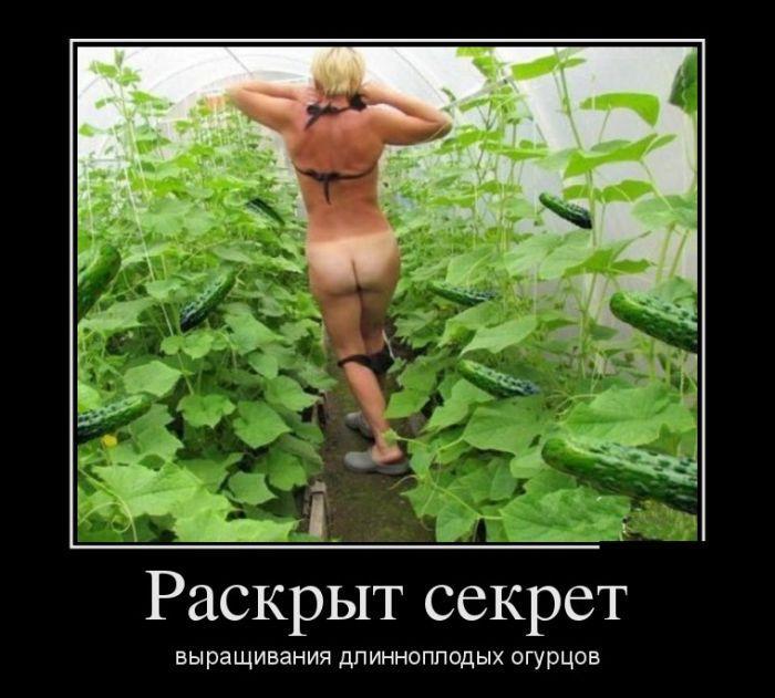 Демотиваторы (38 фото)