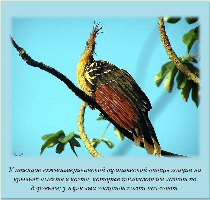 Интересные факты (20 фото)