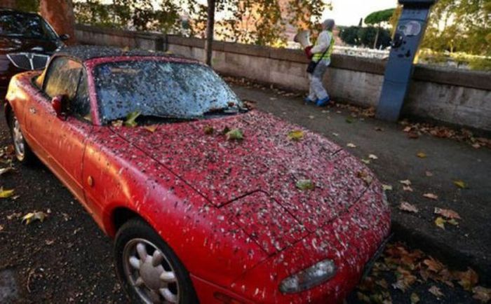 Приключения с автомобилями