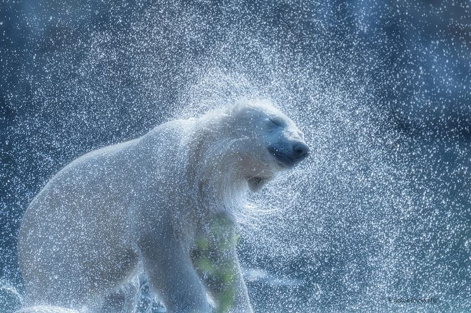 20 умопомрачительных снимков 2015 года без фотошопа
