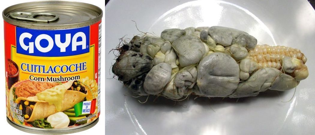 Самые экстремальные консервы для настоящих гурманов Самые экстремальные консервы для настоящих гурманов