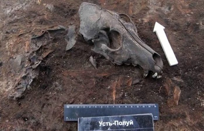 Что необычного ученые находили в Сибири Что необычного ученые находили в Сибири