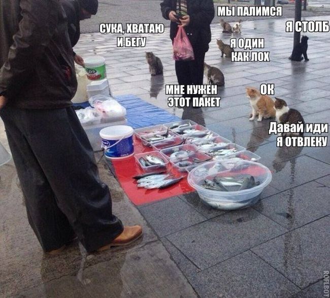 Прикольные картинки (81 фото)