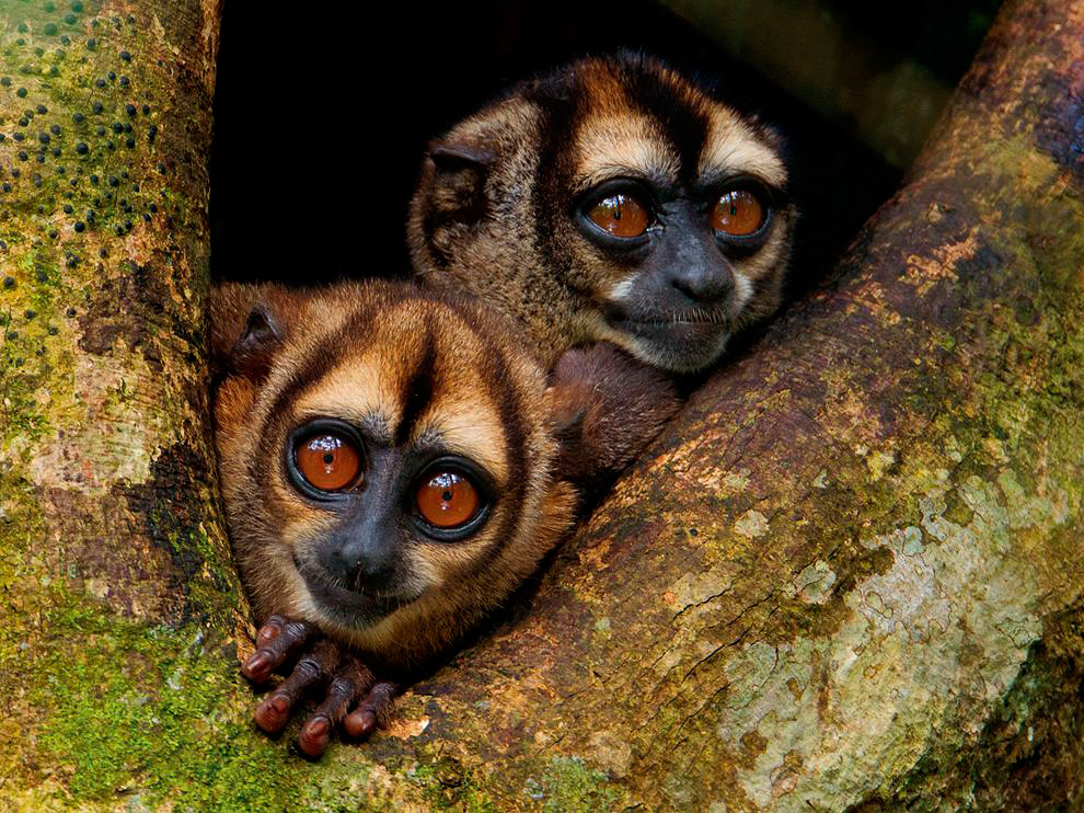 National Geographic: лучшие фотографии марта National Geographic: лучшие фотографии марта