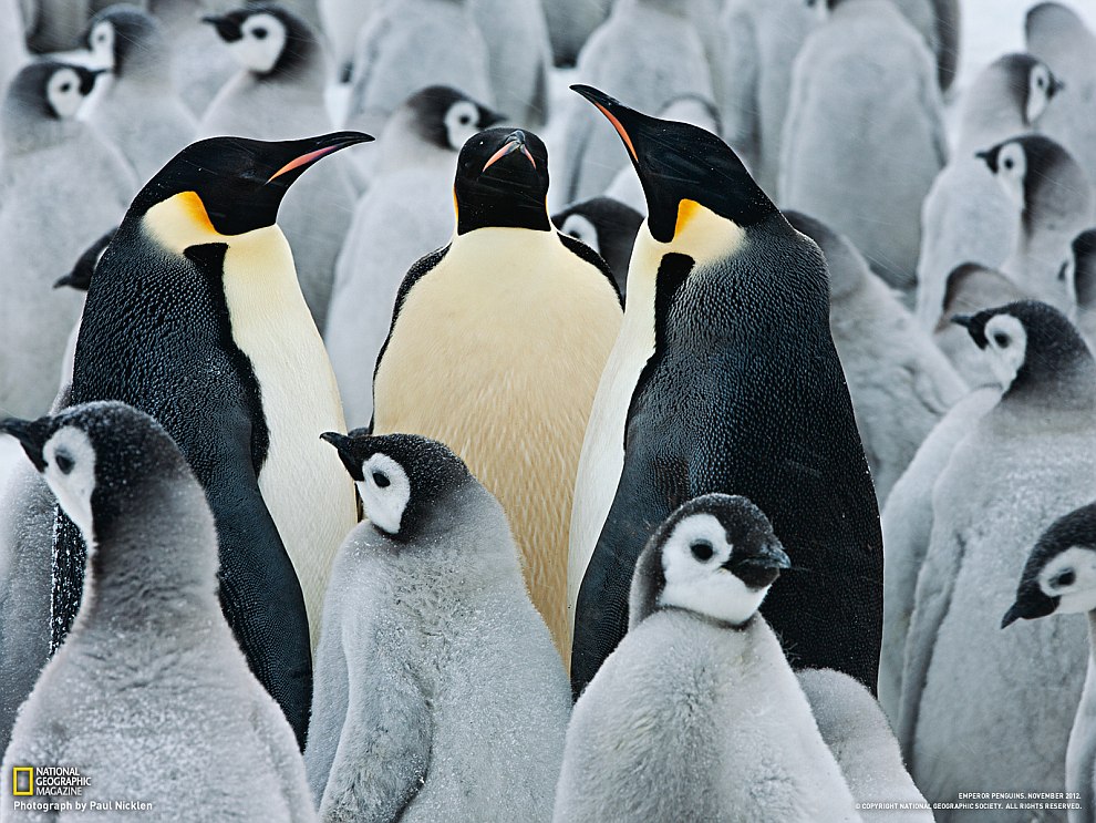 National Geographic: лучшие фотографии марта National Geographic: лучшие фотографии марта