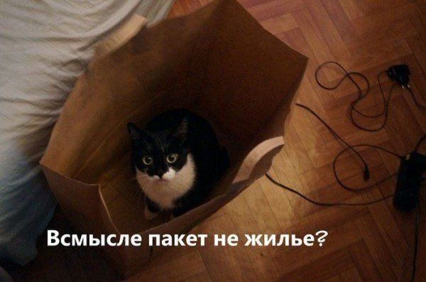 Прикольные картинки (123 фото)