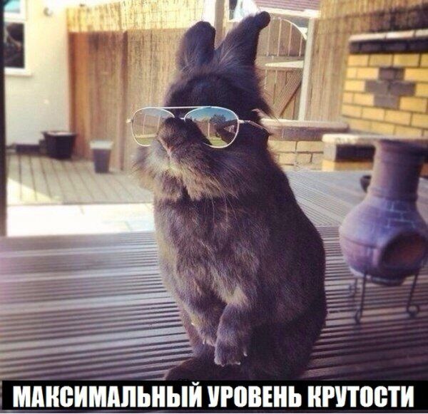 Прикольные картинки (123 фото)