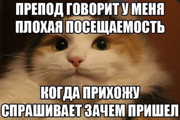 Прикольные картинки (123 фото)