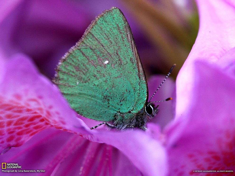 National Geographic: лучшие фотографии апреля National Geographic: лучшие фотографии апреля