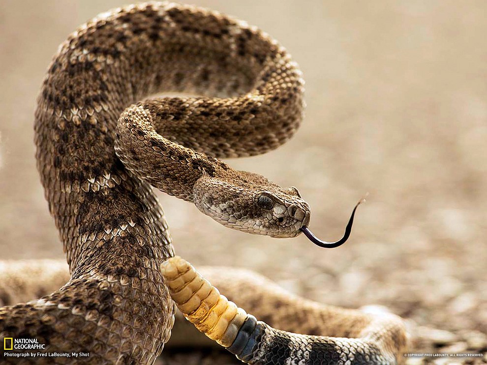 National Geographic: лучшие фотографии апреля National Geographic: лучшие фотографии апреля