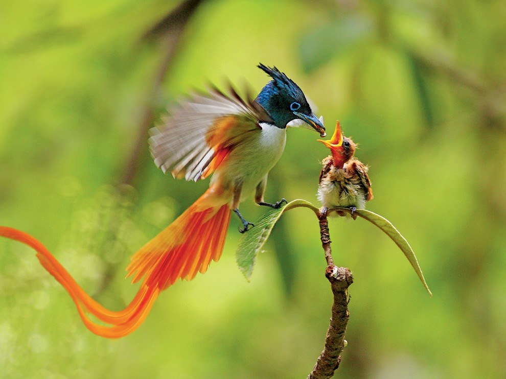 National Geographic: лучшие фотографии апреля National Geographic: лучшие фотографии апреля