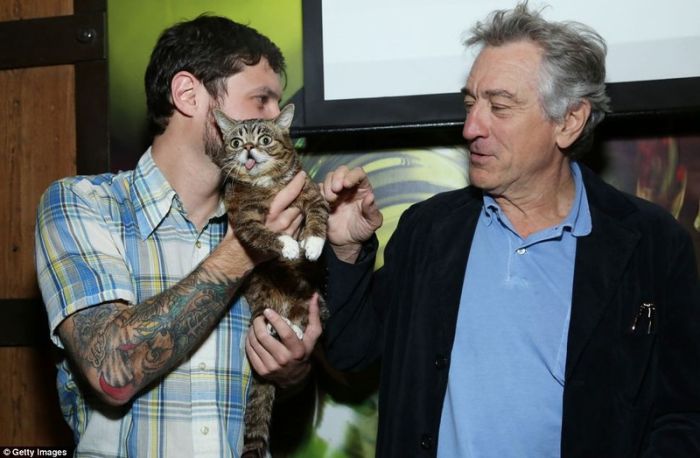 Lil Bub самый симпатичный кот в мире