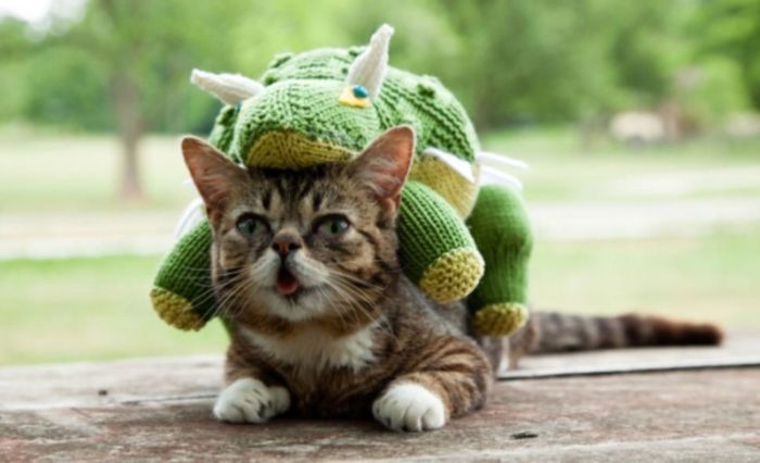 Lil Bub самый симпатичный кот в мире