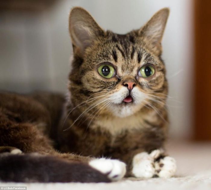 Lil Bub самый симпатичный кот в мире