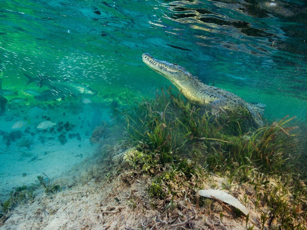 National Geographic: лучшие фотографии мая National Geographic: лучшие фотографии мая