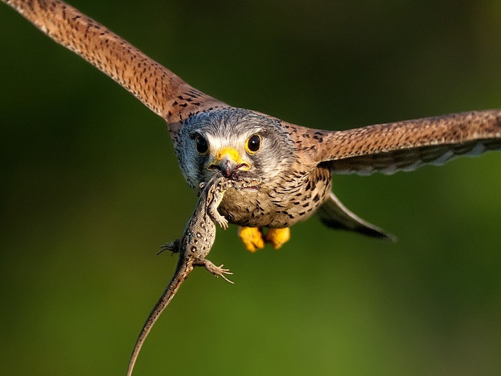 National Geographic: лучшие фотографии мая National Geographic: лучшие фотографии мая